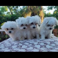 Maltese - Dogs