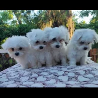 Maltese - Dogs