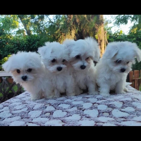 Maltese - Dogs