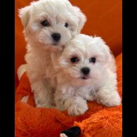 Maltese - Dogs