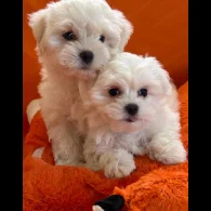 Maltese - Dogs