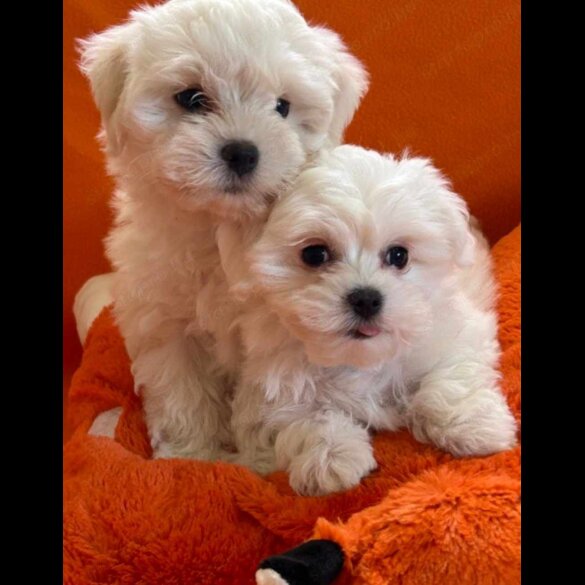 Maltese - Dogs