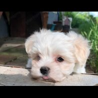 Maltese - Dogs
