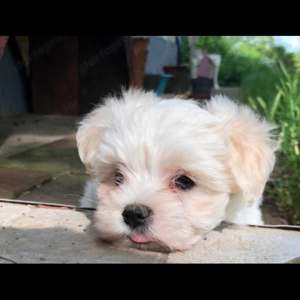 Maltese - Dogs