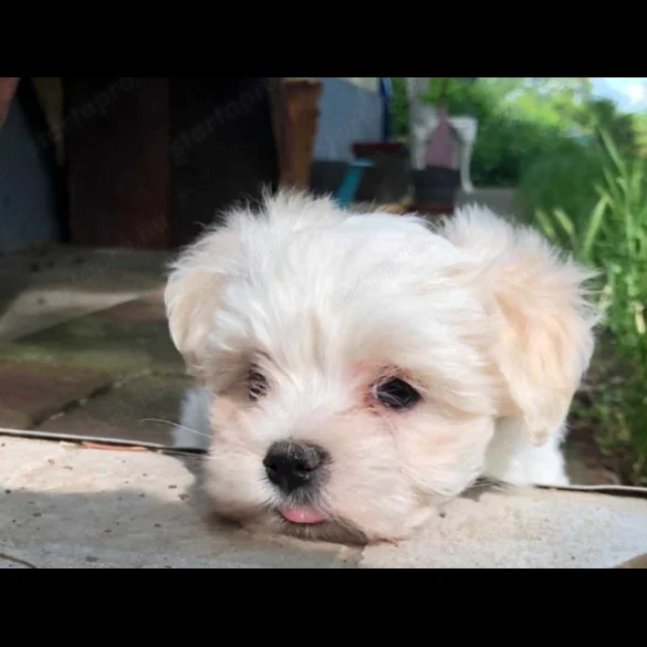 Maltese - Dogs