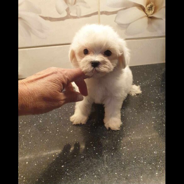 Maltese - Dogs