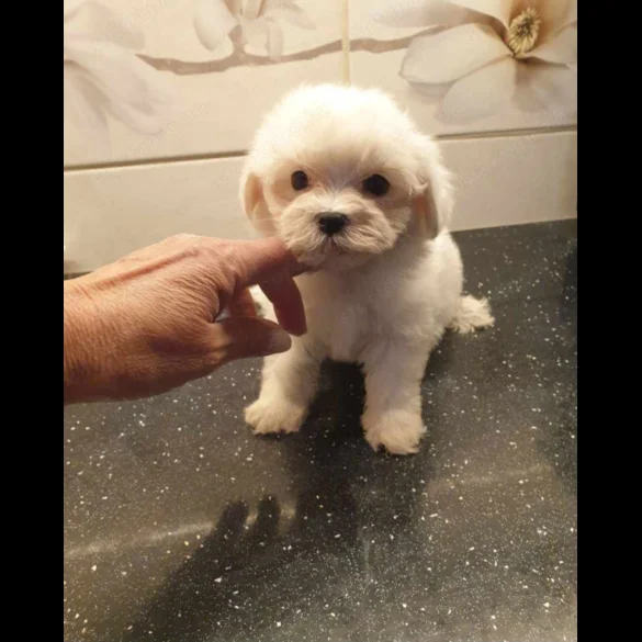 Maltese - Dogs