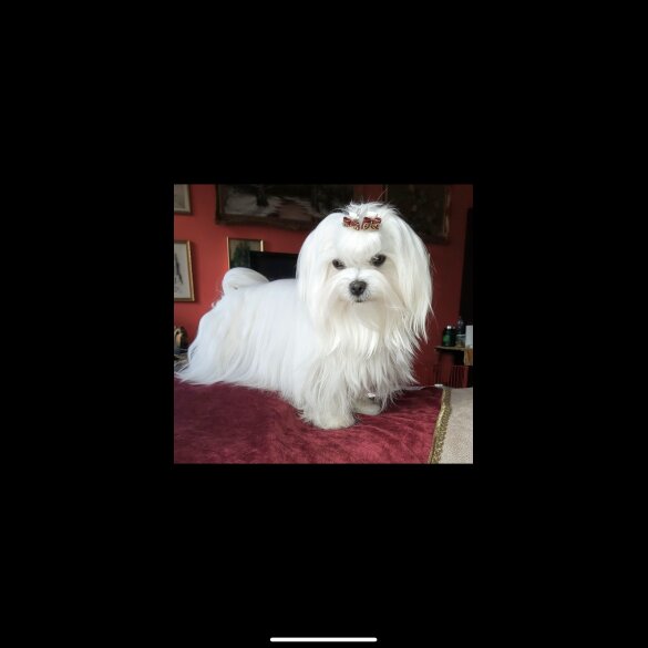 Maltese - Dogs