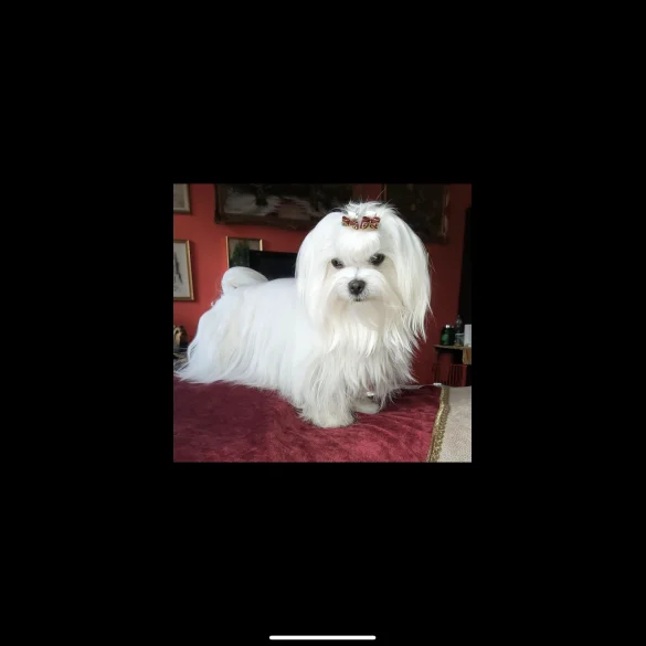 Maltese - Dogs