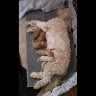 Mixed Breed - Both