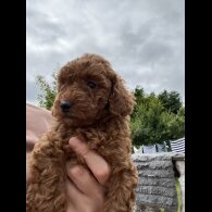 Miniature Poodle - Both