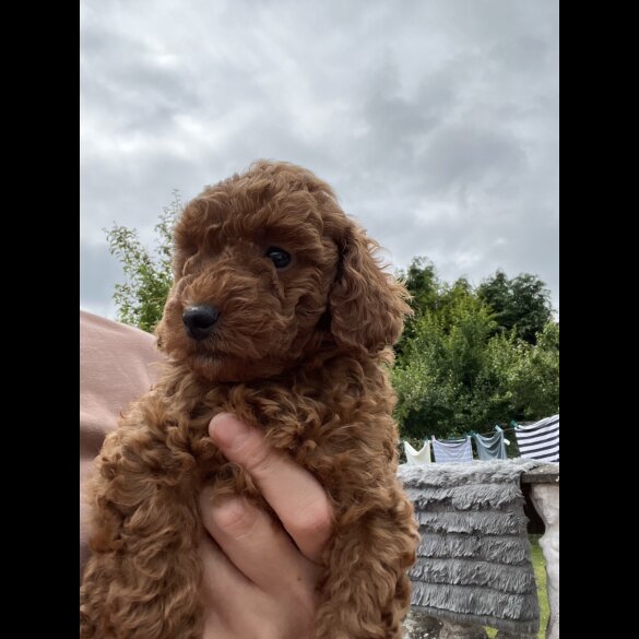 Miniature Poodle - Both