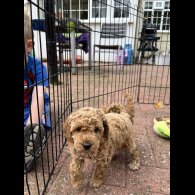 Miniature Poodle - Both