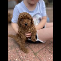 Miniature Poodle - Both