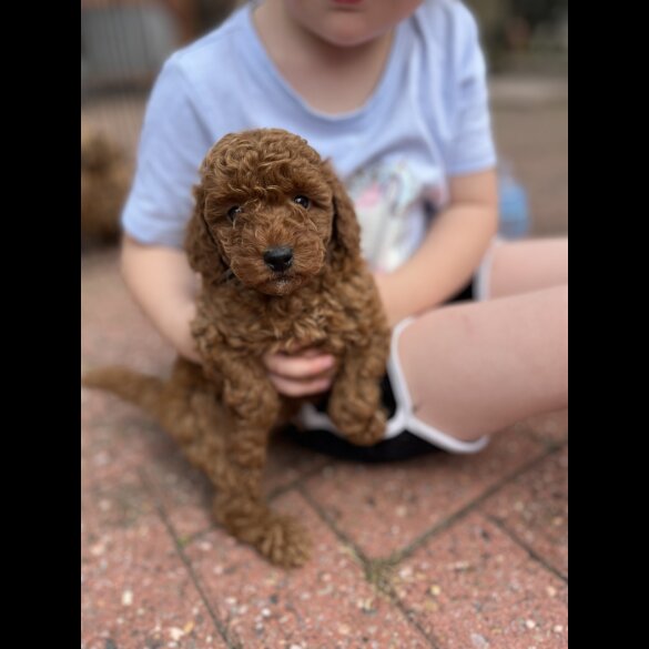 Miniature Poodle - Both