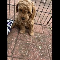 Miniature Poodle - Both