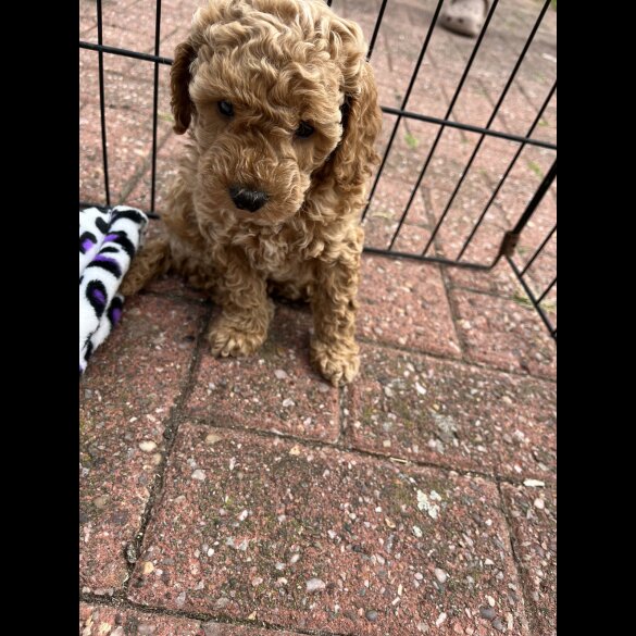Miniature Poodle - Both