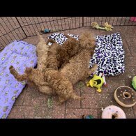 Miniature Poodle - Both
