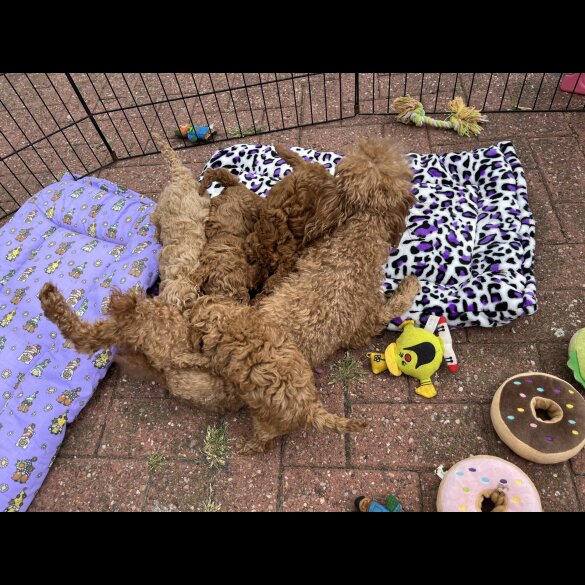 Miniature Poodle - Both