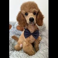 Miniature Poodle - Dogs