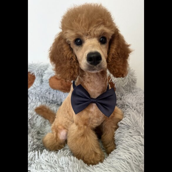 Miniature Poodle - Dogs