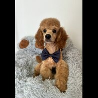 Miniature Poodle - Dogs