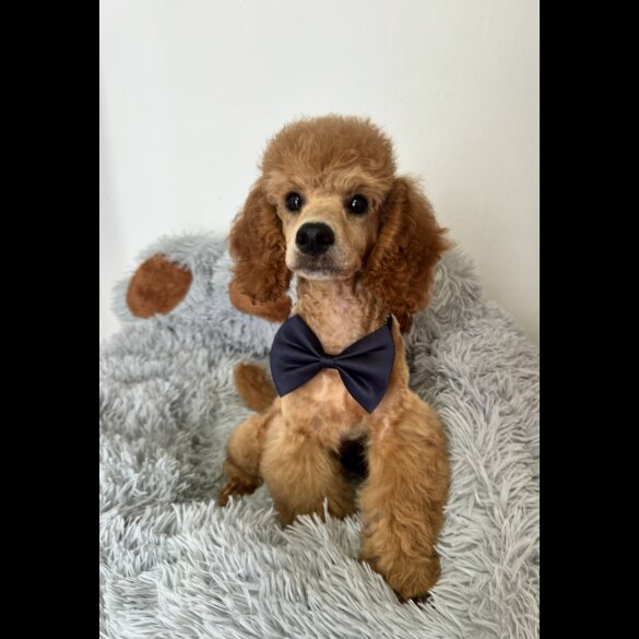 Miniature Poodle - Dogs