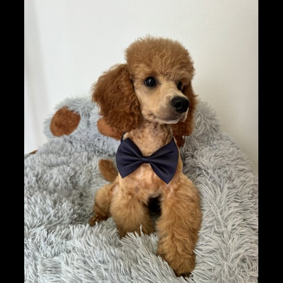 Miniature Poodle - Dogs