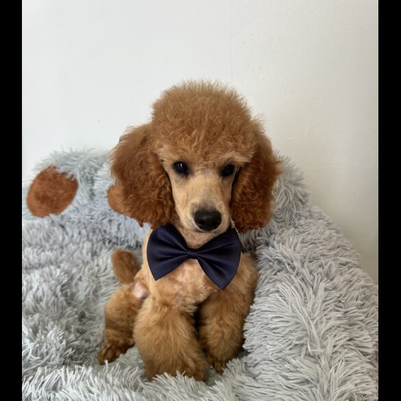 Miniature Poodle - Dogs