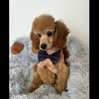 Miniature Poodle - Dogs