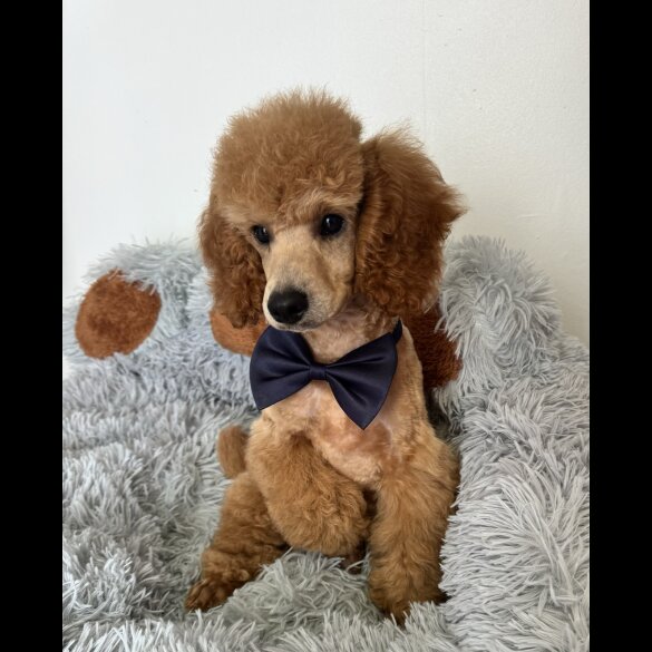Miniature Poodle - Dogs