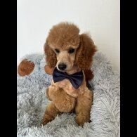 Miniature Poodle - Dogs