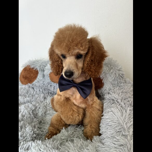 Miniature Poodle - Dogs