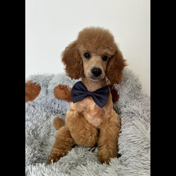 Miniature Poodle - Dogs