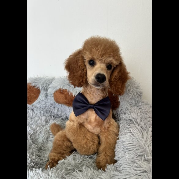 Miniature Poodle - Dogs