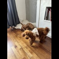 Miniature Poodle - Dogs