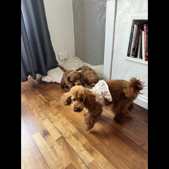 Miniature Poodle - Dogs