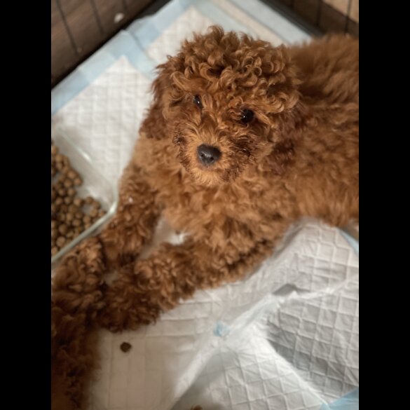 Miniature Poodle - Both