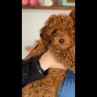 Miniature Poodle - Both