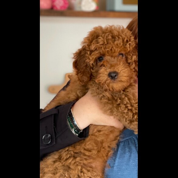 Miniature Poodle - Both