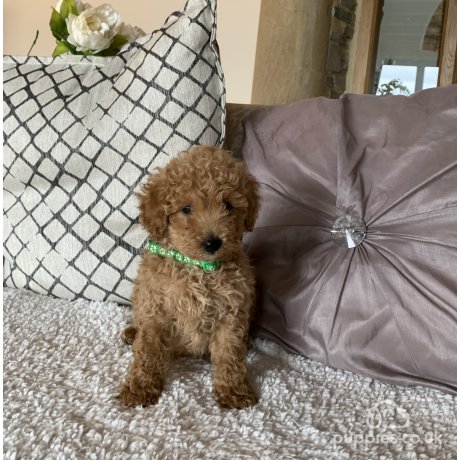 Micro mini poodle for sale clearance