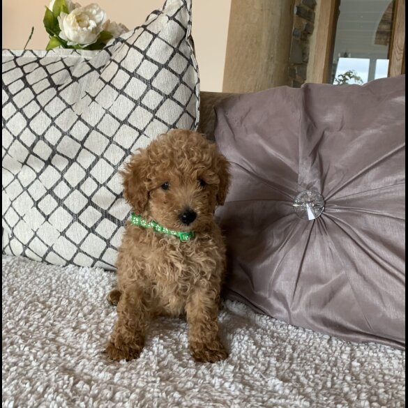 Miniature Poodle - Dogs