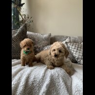 Miniature Poodle - Dogs