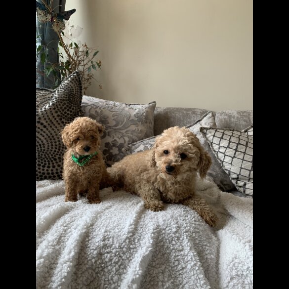 Miniature Poodle - Dogs