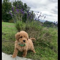 Miniature Poodle - Dogs