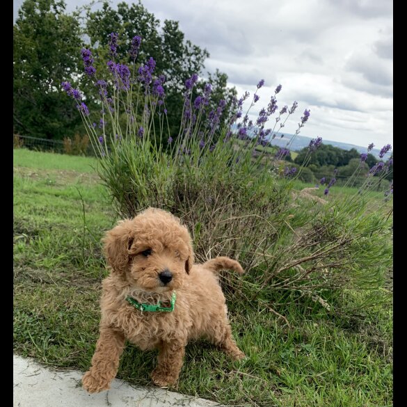 Miniature Poodle - Dogs
