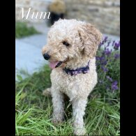 Miniature Poodle - Dogs