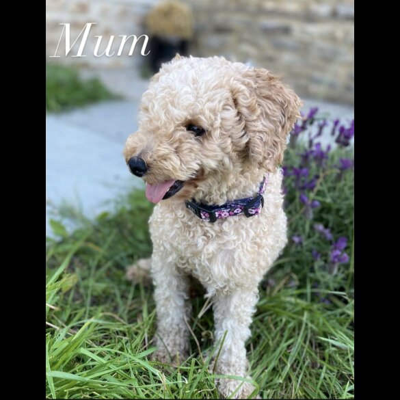 Miniature Poodle - Dogs