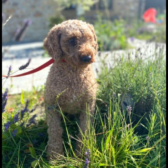 Miniature Poodle - Dogs