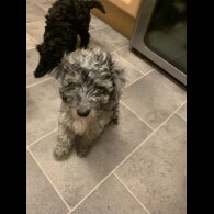 Miniature Poodle - Dogs